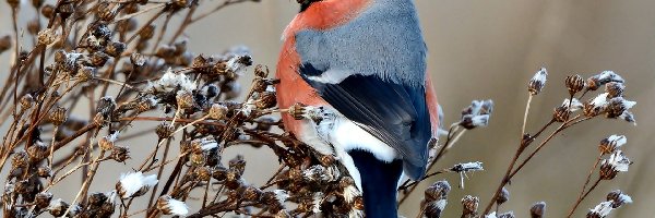 Gil, Gałązki, Suche, Ptak