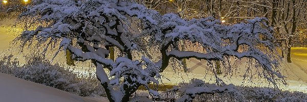 Zima, Niskie, Śnieg, Drzewo, Krzywe