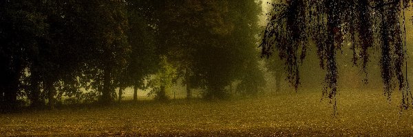 Mgła, Pola, Łąki, Jesień, Drzewa