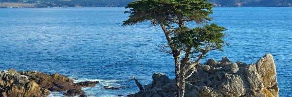 Zatoka Carmel Bay, Pebble Beach, Atrakcja Lone Cypress, Drzewo, Cyprys wielkoszyszkowy, Stany Zjednoczone, Kalifornia, Skała, Morze