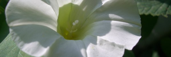 Biały, Liście, Kwiat, Powój