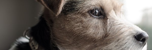 Głowa, Parson Russell Terrier