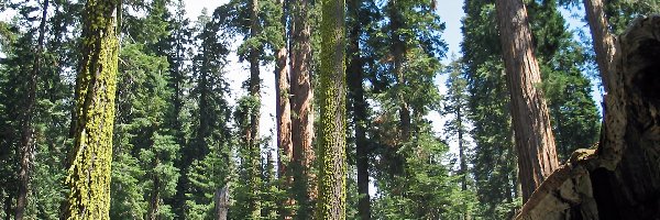 Światło, Park Narodowy Redwood, Las, Stan Kalifornia, Stany Zjednoczone, Przebijające, Sekwoje