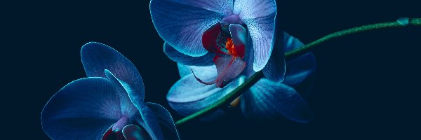 Orchidea, Storczyk, Niebieska, Kwiat