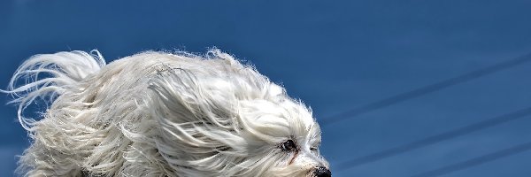 Wiatr, Hawańczyk, Pies