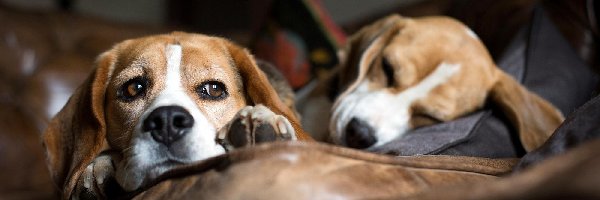 Beagle, Psy, Dwa