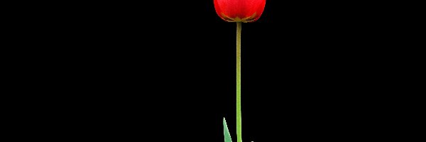 Tulipan, Samotny, Czerwony