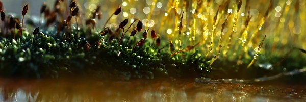 Porosty, Bokeh, Makro, Mchy