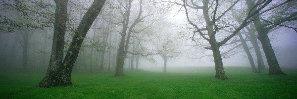 Mgła, Trawa, Drzewa