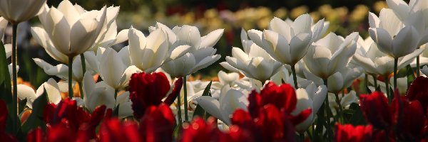 Tulipany, Czerwone, Białe