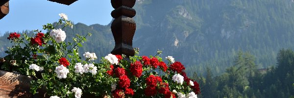 Taras, Austria, Góry Alpy, Pelargonie