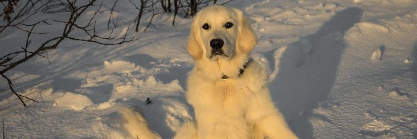 Śnieg, Retriever, Pies