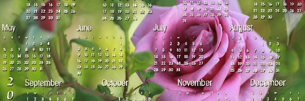 Róże, 2013, Kalendarz, Grafika