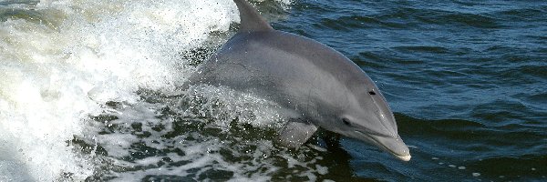 Fala, Morze, Delfin