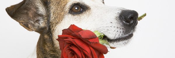 Mordka, Róża, Pies