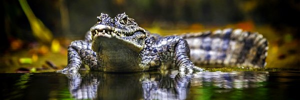 Odbicie, Woda, Krokodyl Australijski