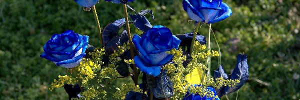 Bukiet, Róże, Niebieskie, Kwiaty, Żółte