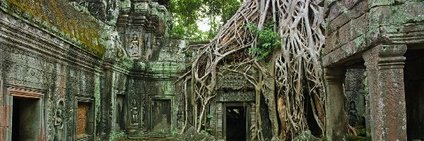 Drzewo, Ruiny, Kambodża