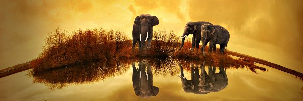 Wodopój, Tajlandia, Widnokrąg, Słonie
