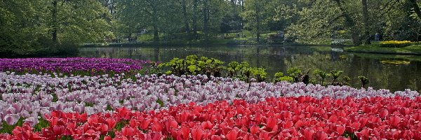Rzeka, Holandia, Tulipany, Park