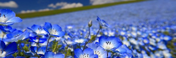 Łąka, Porcelanka, Nemophila menziesii, Krajobraz, Kwiaty, Niebieskie