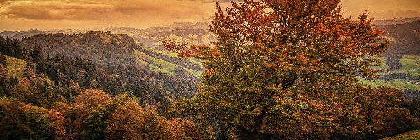 Jesień, Drzewo, Góry