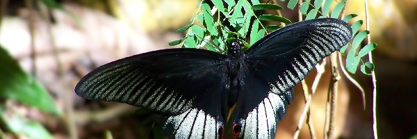 Motyl, Czarny