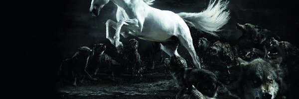 Wilki, Koń, Biały