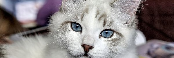 Szary, Kotek, Kot, Oczy, Niebieskie