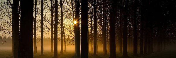 Las, Wschodzącego, Promienie, Mgła, Słońca