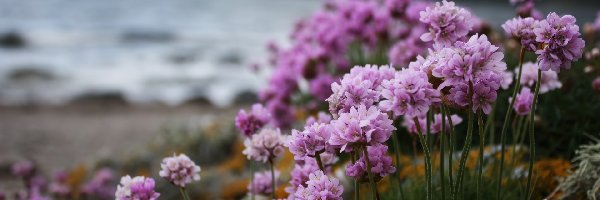 Kwiaty, Zawciąg nadmorski, Morze, Fioletowe