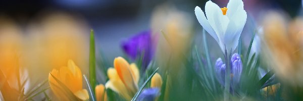 Krokus, Wiosna, Kwiat, Biały