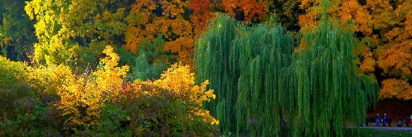 Park, Jesień, Staw, Drzewa, Kolorowe