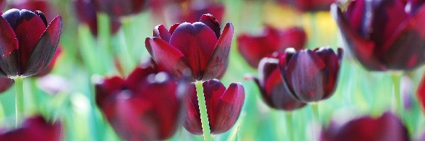 Rozmycie, Tulipany, Ciemnoczerwone
