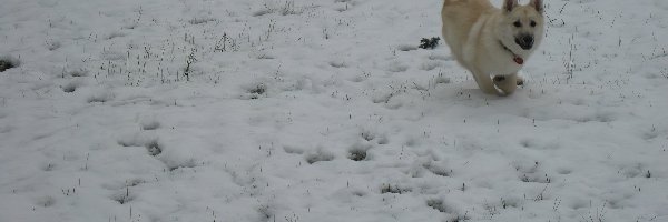 śnieg, Norsk Buhund