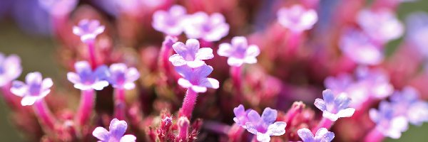 Kwiatki, Różowe, Małe