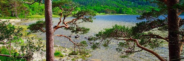 Jezioro, Irlandia, Drzewa, Góry