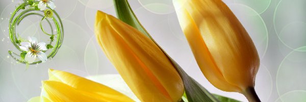 Dzień Kobiet, Cyfra, Tulipany