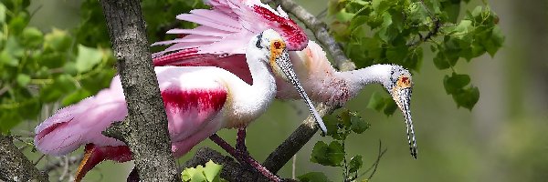 Warzęcha, Ptaki, Różowe