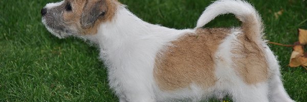 Trawa, Parson Russell Terrier