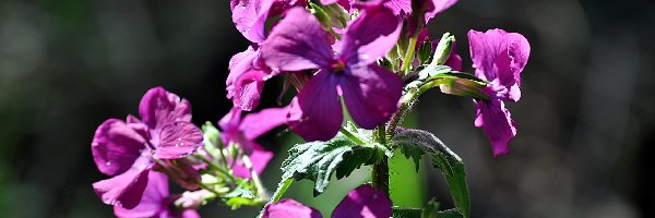 Leśne, Lunaria, Kwiaty, Purpurowe