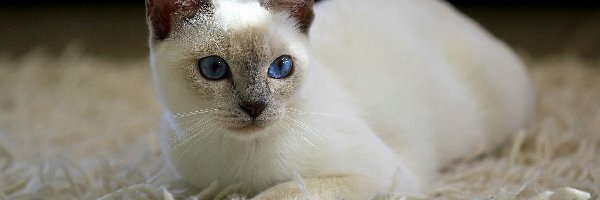 Kotek, Oczy, Niebieskie, Biały