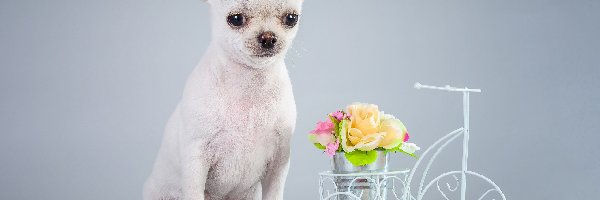 Chihuahua, Pies