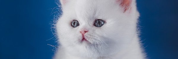 Kotek, Biały