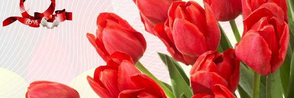 Tulipany, Dzień Kobiet