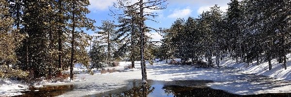 Drzewa, Śnieg, Jezioro