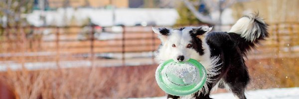 Śnieg, Frisbee, Pies