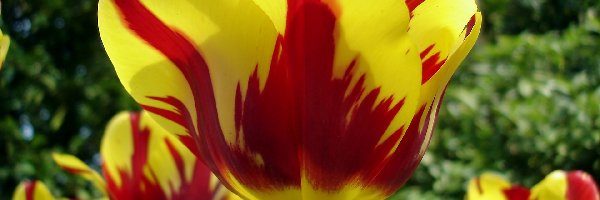Tulipany, Czerwone, Żółto, Rozmycie, Zbliżenie