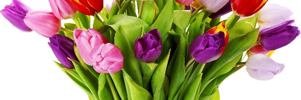 Tulipany, Wazonie, W, Kolorowe