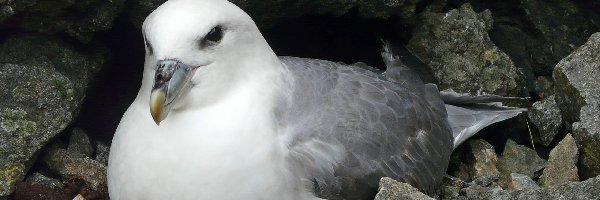 Skała, Fulmar, Ptak